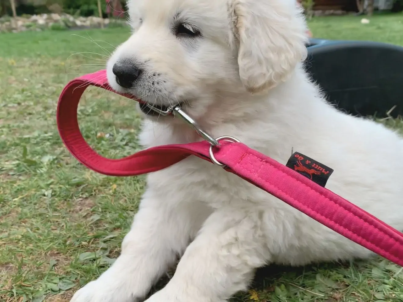 Výcvik psa od prvních štěněčích krůčků