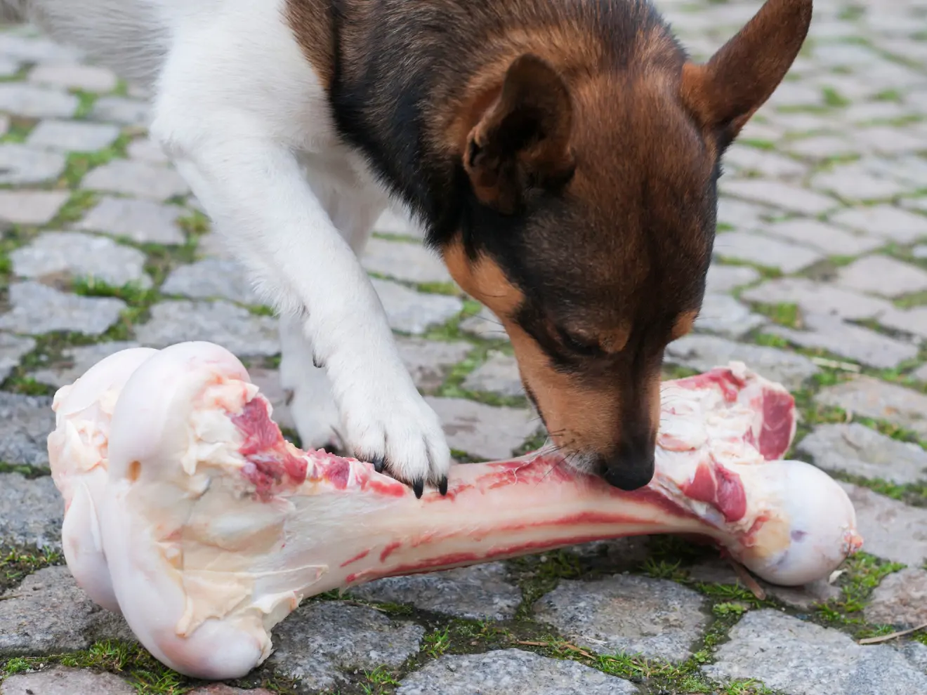 Proč pes (ne)smí kosti?