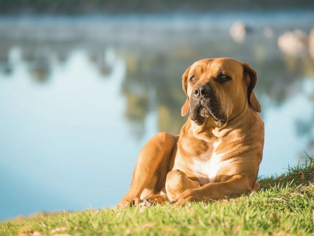 Jak naučit psa klidu i ve stresových situacích?