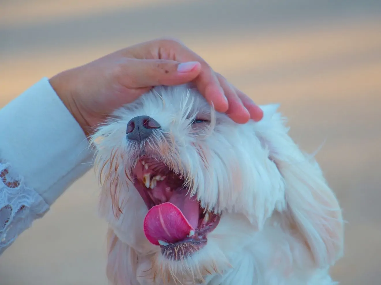 Psí konejšivé signály